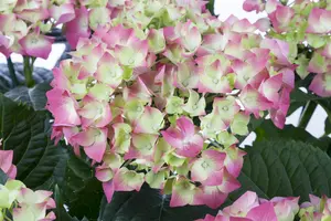 Hydrangea m. 'Leuchtfeuer' - 50-60 CM C10 - image 2