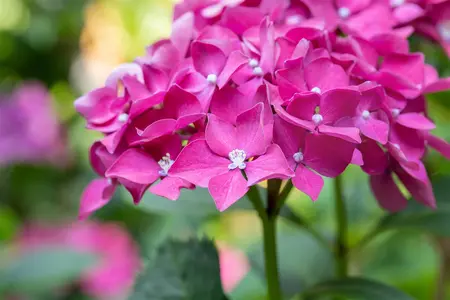 Hydrangea m. 'Leuchtfeuer' - 50-60 CM C10 - image 4