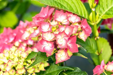 Hydrangea m. 'Leuchtfeuer' - 50-60 CM C10 - image 5