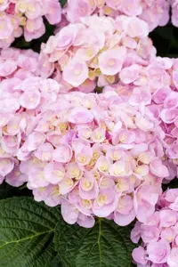 Hydrangea m. 'Love'? - 3 Ltr pot - image 2