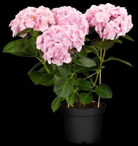 Hydrangea m. 'Love'? - 3 Ltr pot - image 4