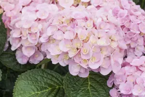 Hydrangea m. 'Love'?