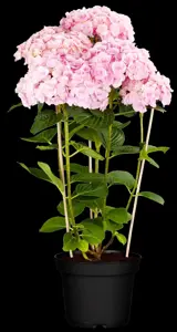 Hydrangea m. 'Love'? - 3 Ltr pot - image 3