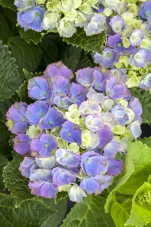 Hydrangea m. 'Magical Amethyst'? pink - 2 Ltr pot - image 3