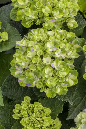 Hydrangea m. 'Magical Amethyst'? pink - 2 Ltr pot - image 4
