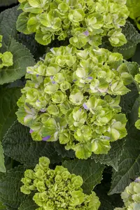 Hydrangea m. 'Magical Amethyst'? pink - 2 Ltr pot - image 4