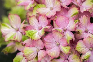 Hydrangea m. 'Magical Amethyst'? pink
