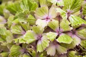 Hydrangea m. 'Magical Amethyst'? pink - 60-80 CM C20 - image 2
