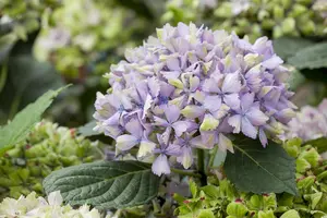 Hydrangea m. 'Magical Amethyst'? pink - 60-80 CM C20 - image 5
