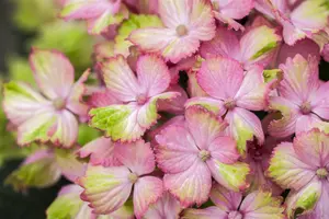 Hydrangea m. 'Magical Amethyst'? pink