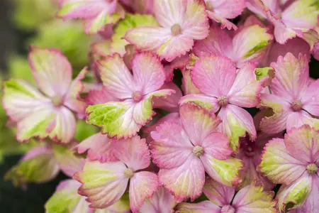 Hydrangea m. 'Magical Amethyst'? pink - 2 Ltr pot - image 1