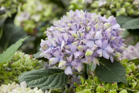 Hydrangea m. 'Magical Amethyst'? pink - 2 Ltr pot - image 5