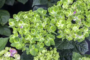 Hydrangea m. 'Magical Coral'? pink - 2 Ltr pot - image 5