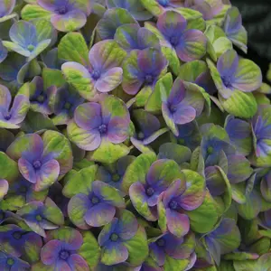 Hydrangea m. 'Magical Coral'? pink