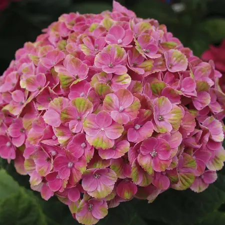 Hydrangea m. 'Magical Coral'? pink - 2 Ltr pot - image 2