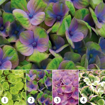Hydrangea m. 'Magical Coral'? pink - 2 Ltr pot - image 3