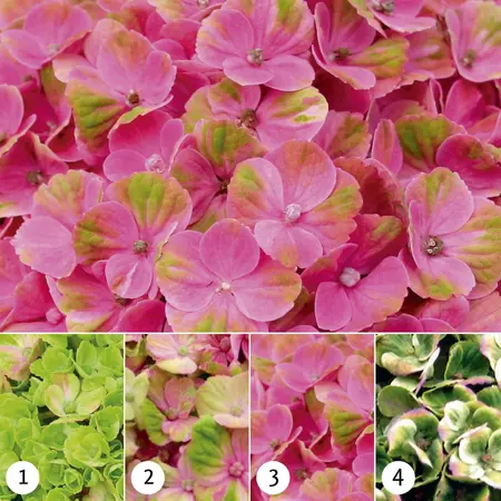 Hydrangea m. 'Magical Coral'? pink - 2 Ltr pot - image 4