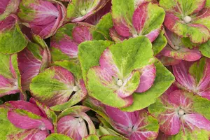 Hydrangea m. 'Magical Greenfire?' - 3 Ltr pot - image 2