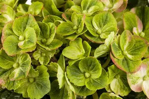Hydrangea m. 'Magical Greenfire?' - 3 Ltr pot - image 4