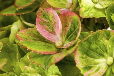 Hydrangea m. 'Magical Greenfire?' - 2 Ltr pot - image 3