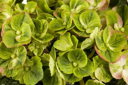 Hydrangea m. 'Magical Greenfire?' - 2 Ltr pot - image 4