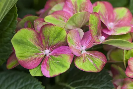 Hydrangea m. 'Magical Greenfire?' - 2 Ltr pot - image 5
