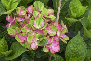 Hydrangea m. 'Magical Greenfire?' - 2 Ltr pot - image 1