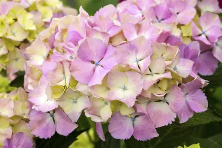 Hydrangea m. 'Magical Harmony'? - 2 Ltr pot