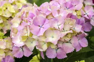 Hydrangea m. 'Magical Harmony'?