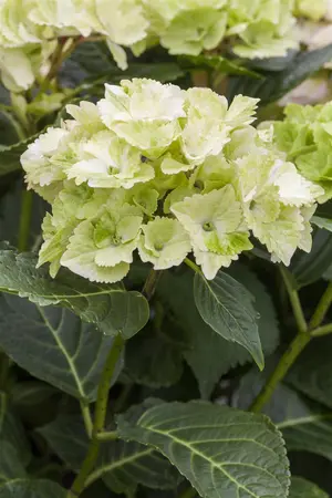 Hydrangea m. 'Magical Noblesse'? - 5 Ltr pot - image 3