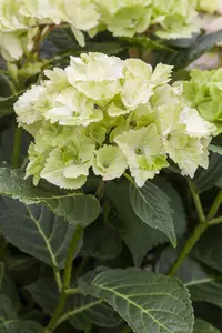 Hydrangea m. 'Magical Noblesse'? - 5 Ltr pot - image 3