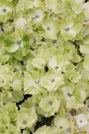 Hydrangea m. 'Magical Noblesse'? - 60-80 CM C20 - image 4