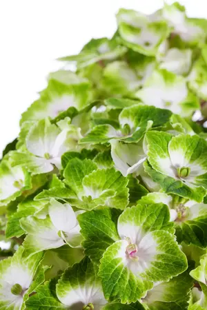 Hydrangea m. 'Magical Noblesse'? - 2 Ltr pot - image 1