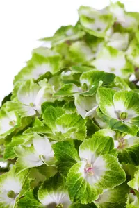 Hydrangea m. 'Magical Noblesse'? - 2 Ltr pot - image 1