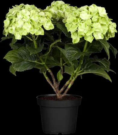 Hydrangea m. 'Magical Noblesse'? - 5 Ltr pot - image 5