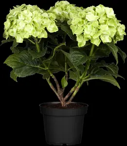 Hydrangea m. 'Magical Noblesse'? - 5 Ltr pot - image 5