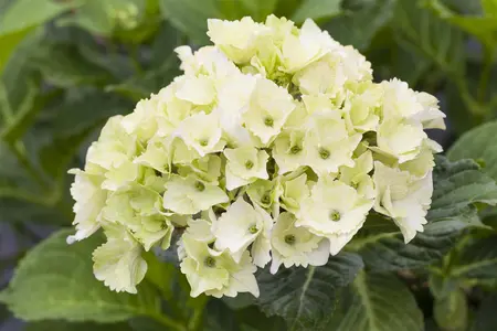 Hydrangea m. 'Magical Noblesse'? - 5 Ltr pot - image 2