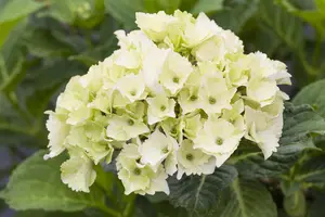 Hydrangea m. 'Magical Noblesse'? - 5 Ltr pot - image 2