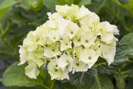 Hydrangea m. 'Magical Noblesse'? - 60-80 CM C20 - image 2