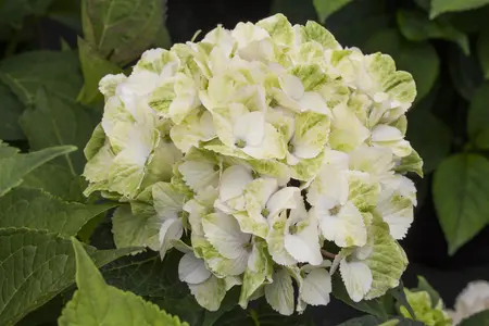 Hydrangea m. 'Magical Noblesse'? - 2 Ltr pot - image 5