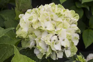 Hydrangea m. 'Magical Noblesse'? - 2 Ltr pot - image 5