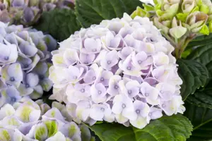 Hydrangea m. 'Magical Revolution'? blue - 2 Ltr pot - image 2