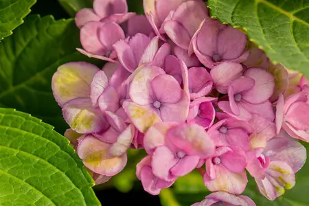 Hydrangea m. 'Magical Revolution'? blue - 50-60 CM C20 - image 5