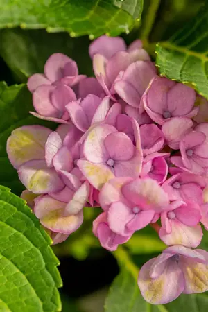 Hydrangea m. 'Magical Revolution'? pink - 2 Ltr pot - image 5