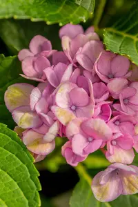 Hydrangea m. 'Magical Revolution'? pink - 3 Ltr pot - image 5