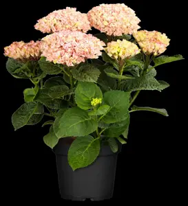 Hydrangea m. 'Magical Revolution'? pink