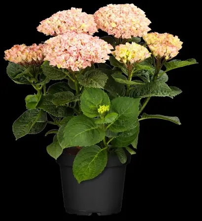 Hydrangea m. 'Magical Revolution'? pink - 2 Ltr pot - image 1