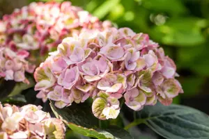 Hydrangea m. 'Magical Revolution'? pink - 1.5 Ltr pot - image 3
