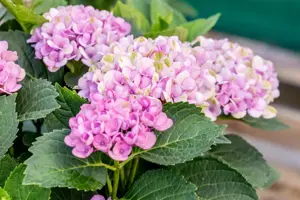 Hydrangea m. 'Magical Revolution'? pink - 1.5 Ltr pot - image 4