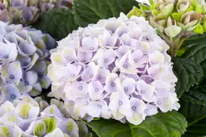 Hydrangea m. 'Magical Revolution'? pink - 3 Ltr pot - image 2